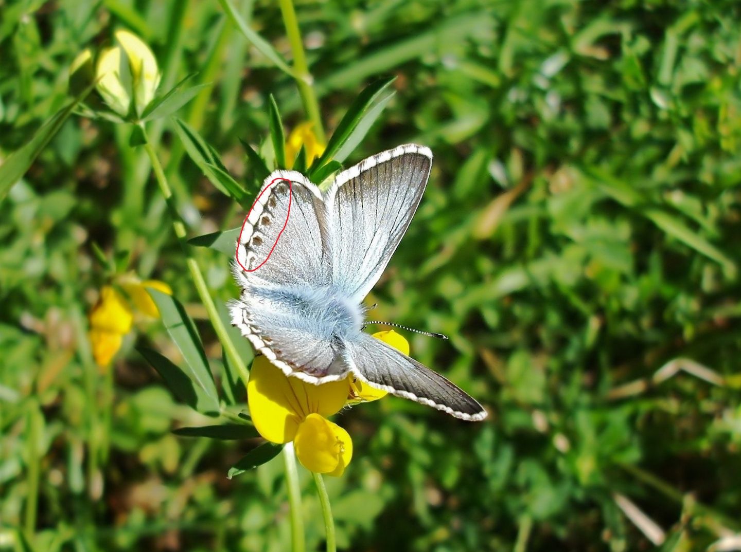 Lycaenidae:   Polyommatus coridon, maschio